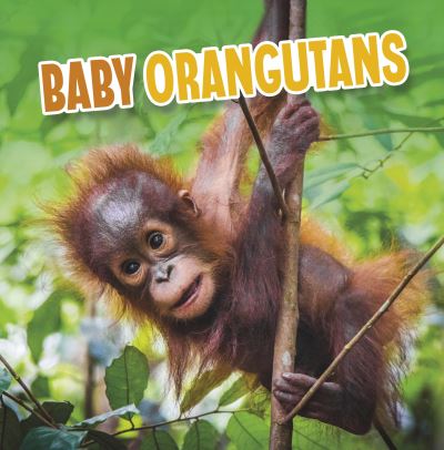 Baby orangutans